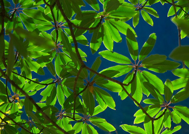 Image média: Sauver des Vies et préserver la santé par des puits de polluants