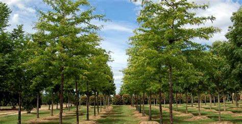 Image média: 1 élève / 1 arbre_ 30 000€ de budget préemption "espaces verts"