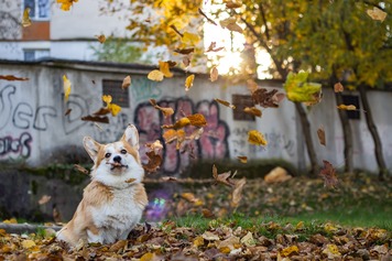 parc canin libre de droit.jpg