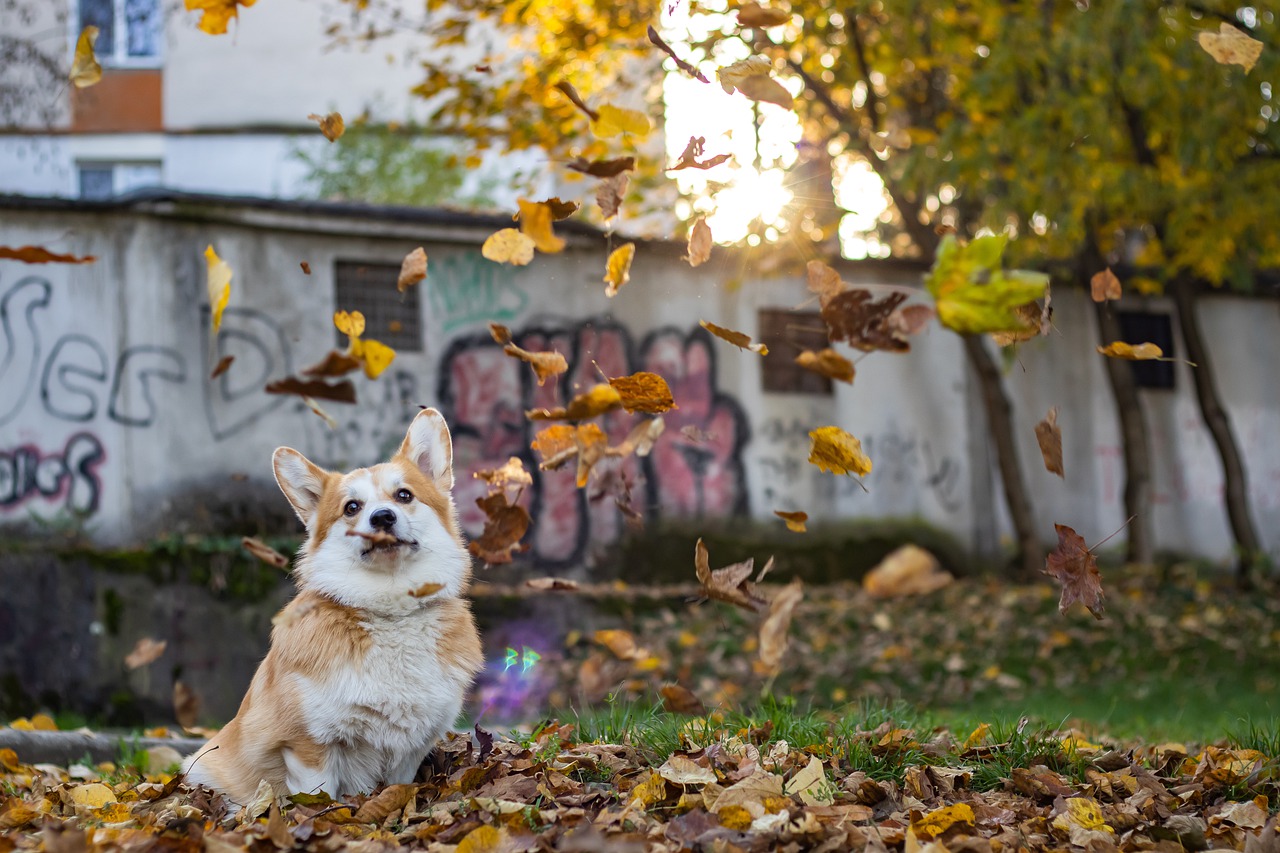 Image média: 15 - Créer un parc canin dans la ville