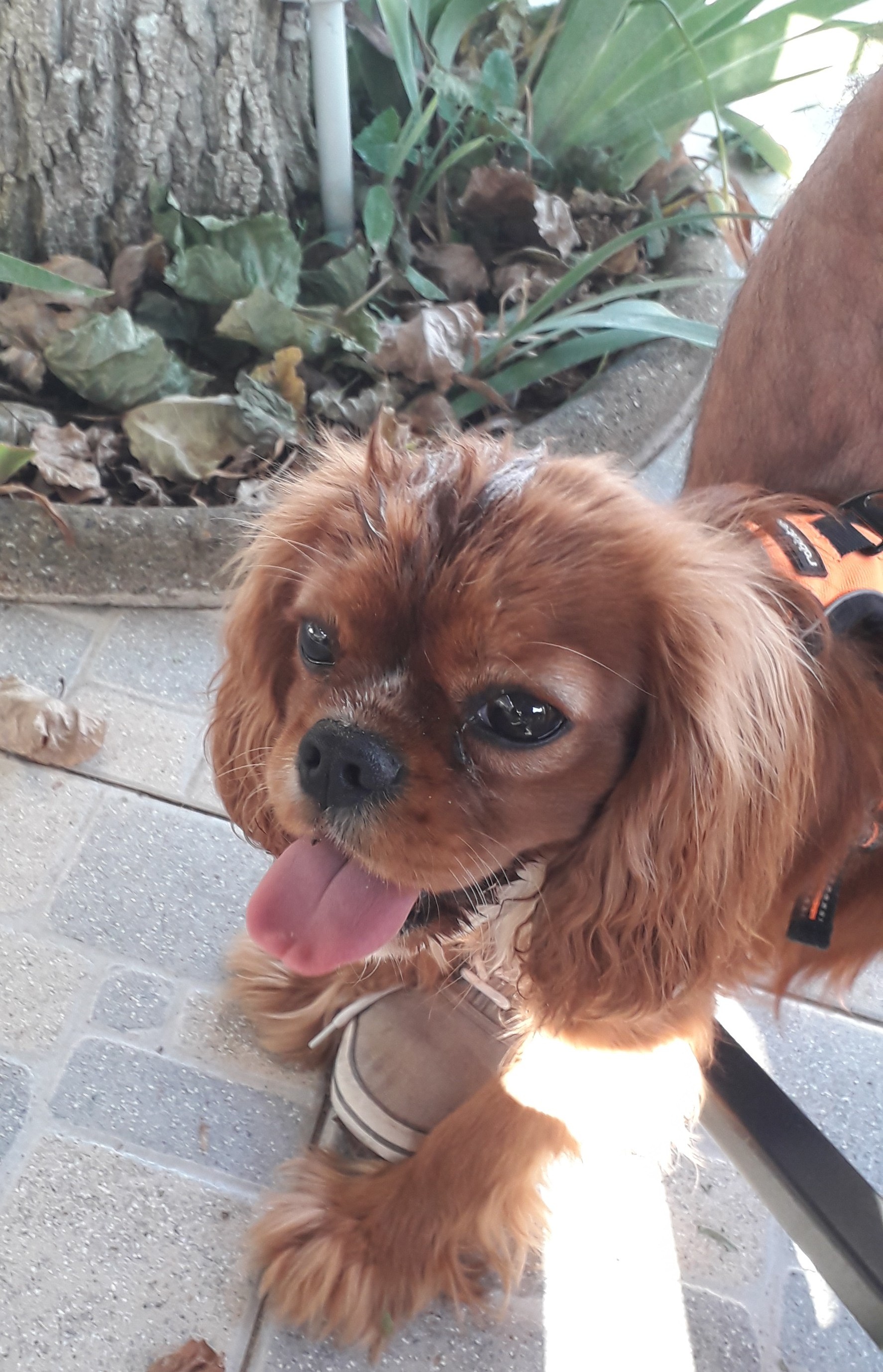 Image média: Square Dog-friendly Soweto