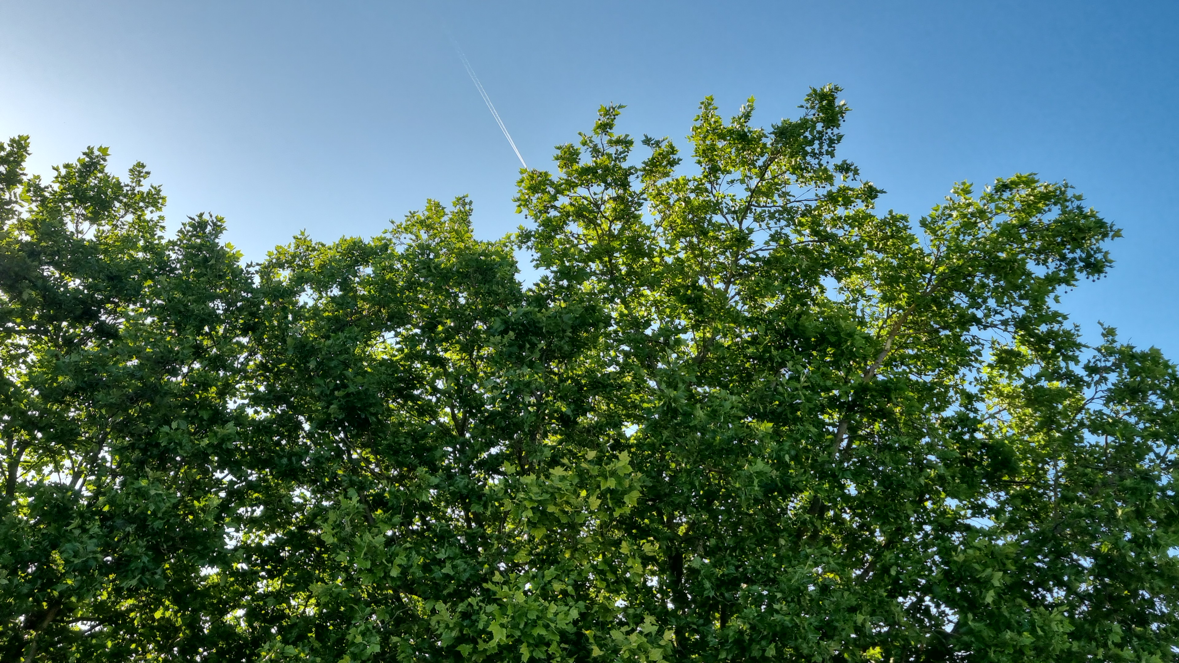 Image média: Des arbres rue Jules Guesde