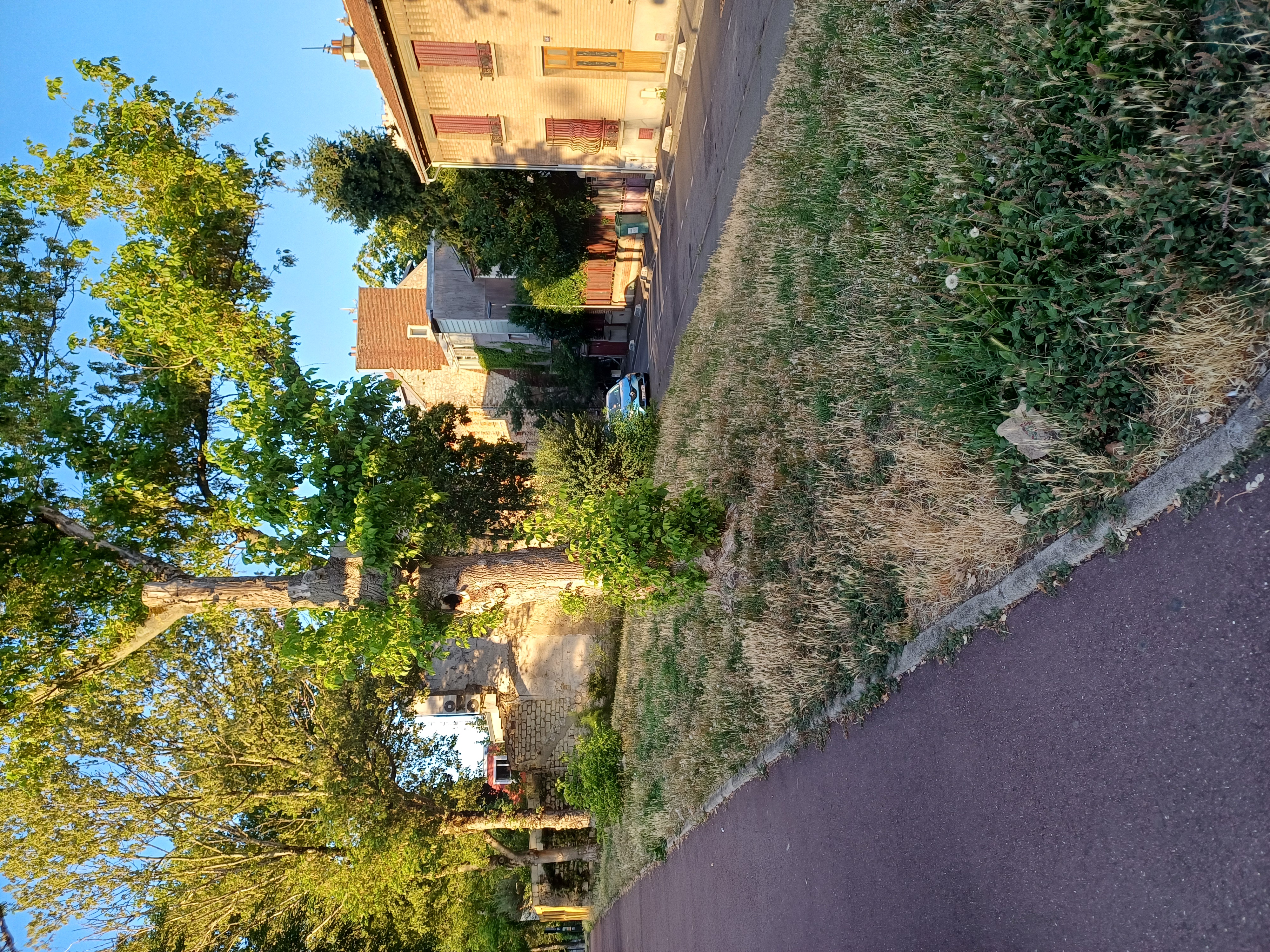 Image média: Un verger urbain et sauvage