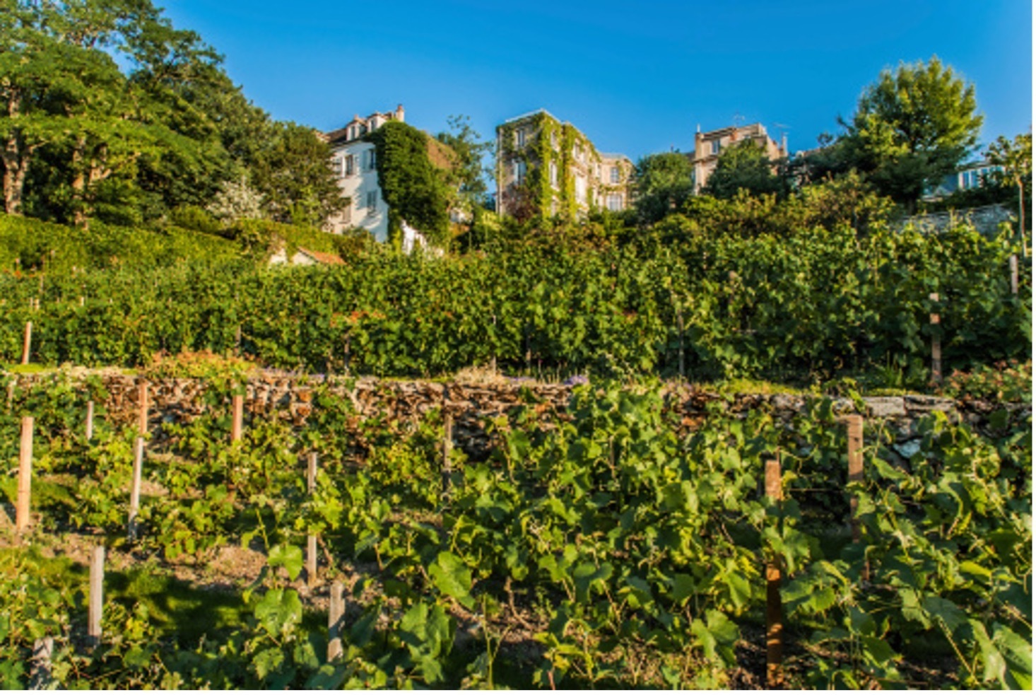 Image média: Des vignes à Malakoff !