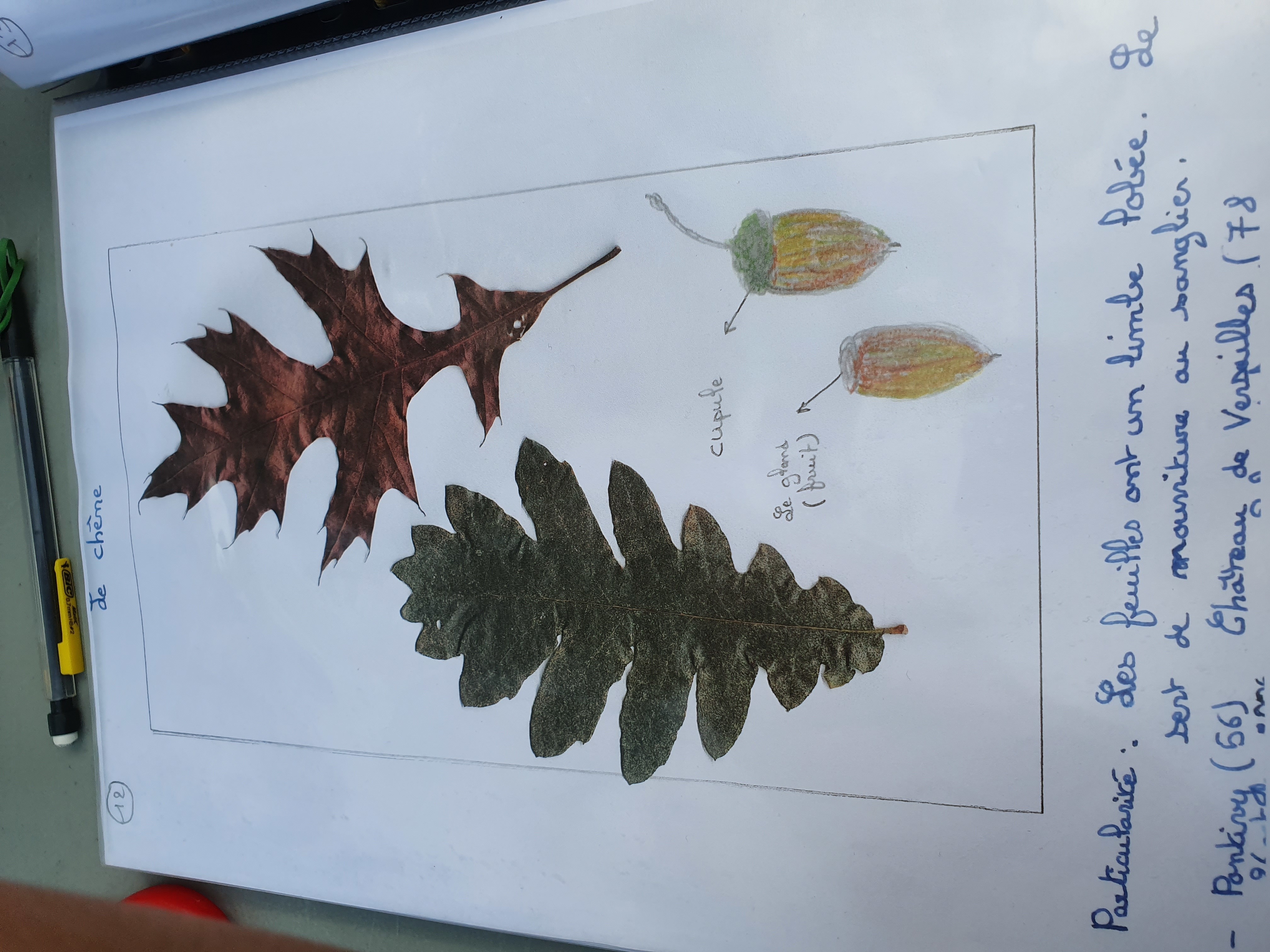 Image média: Initiation à la botanique