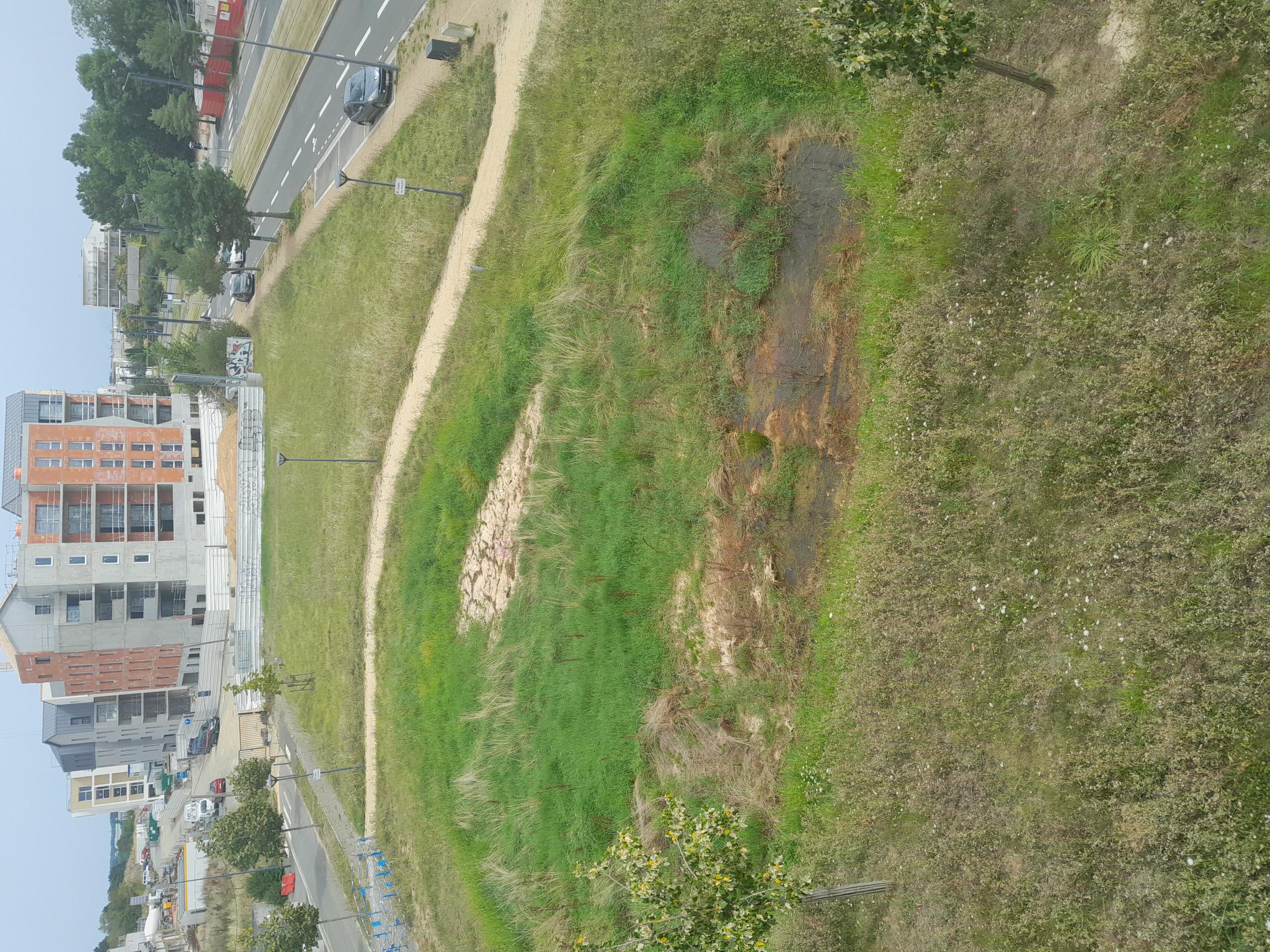 Image média: Des arbres pour la coulée verte des Hauts de St Aubin