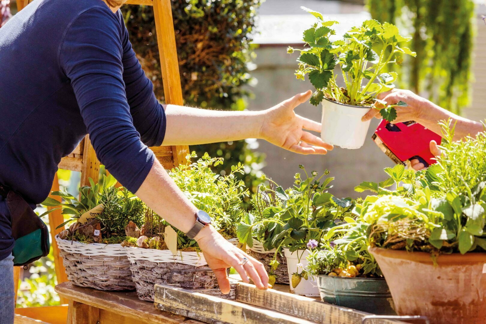 Image média: Troc de graines et de plantes