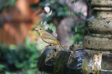 bird-5231093_1280.jpg