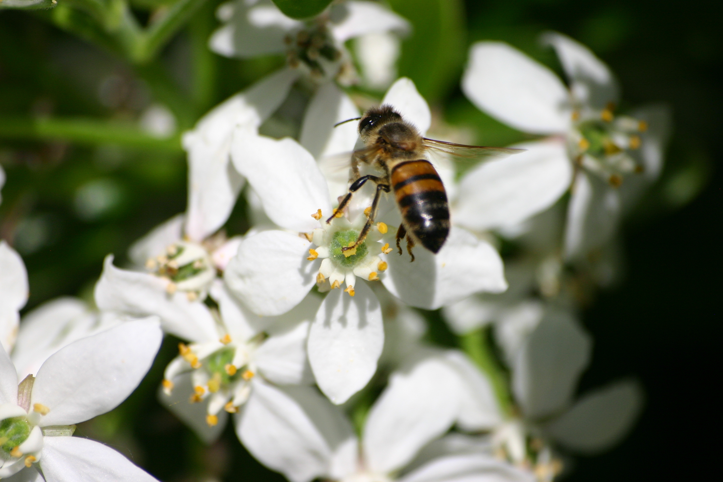 Image média: Des fleurs pour tous, du nectar pour les abeilles
