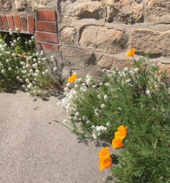 Image média: Je fleuris ma Ville : fleurissement et propreté de l'espace public devant les habitations par les habitants