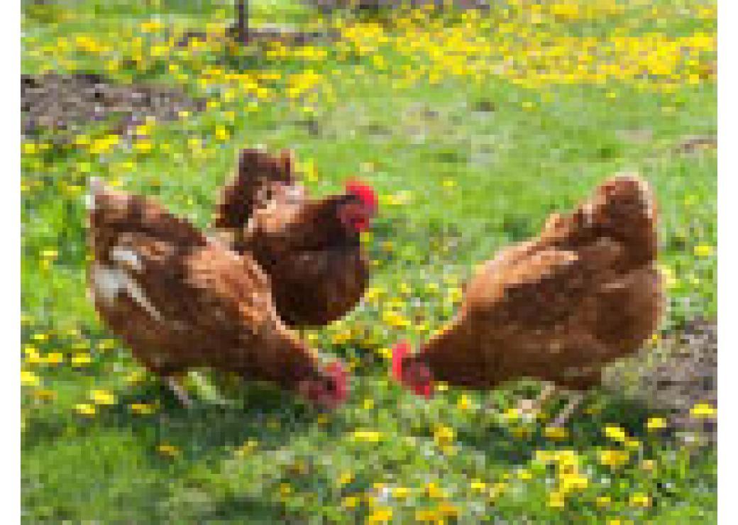 Image média: Poules et poulaillers offerts contre baisse des déchets