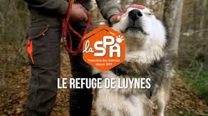 Image média: Le Conseil Municipal des Jeunes de Fondettes se mobilise contre la maltraitance animale : aidez le refuge SPA de Luynes !
