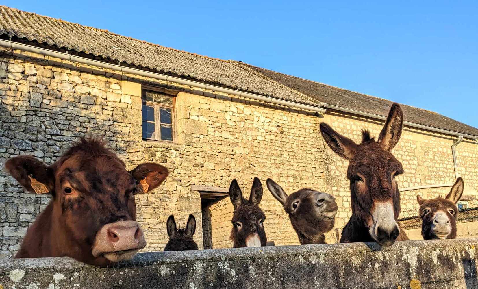 Image média: Création d’un espace pour recevoir les familles en week-end vert à la ferme-refuge pédagogique Murmur’ânes aux Mille Vents