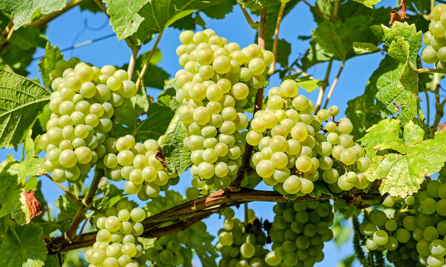 Image média: Création d'un vignoble municipal bio éducatif